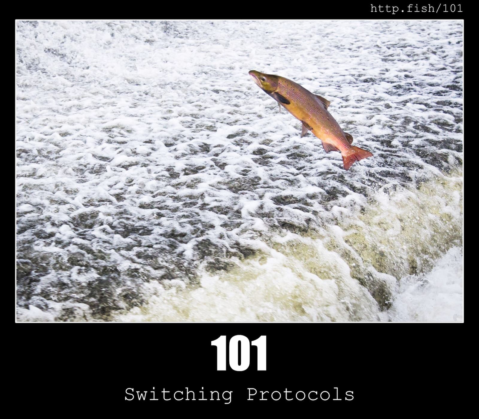 HTTP Status Code 101 Switching Protocols & Fish