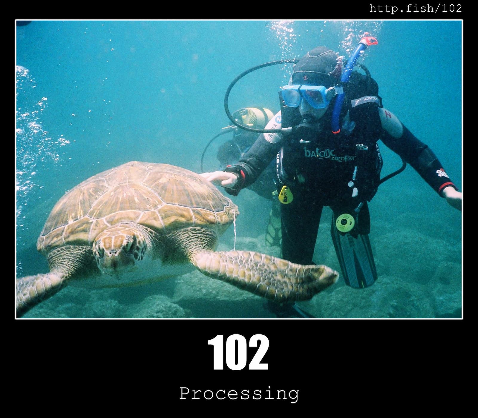 HTTP Status Code 102 Processing & Fish