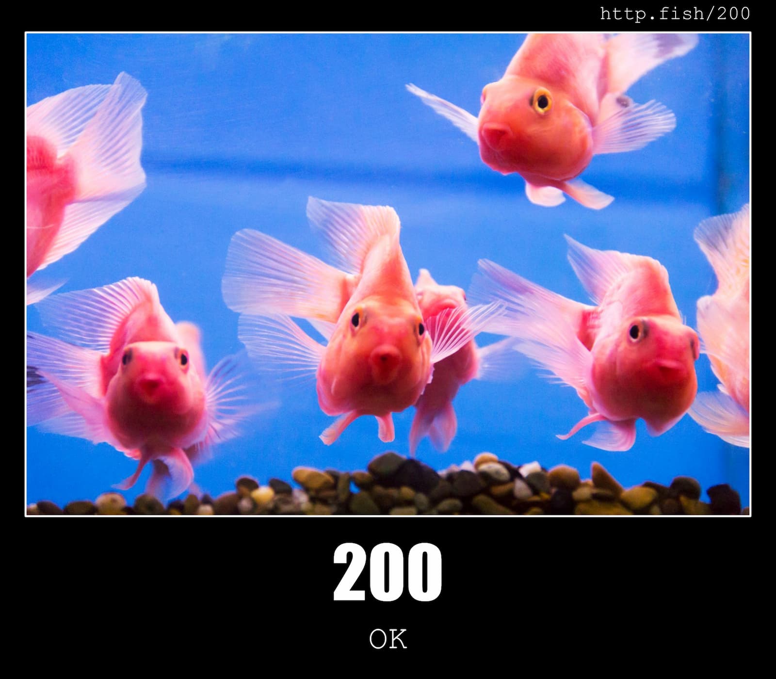 HTTP Status Code 200 OK & Fish