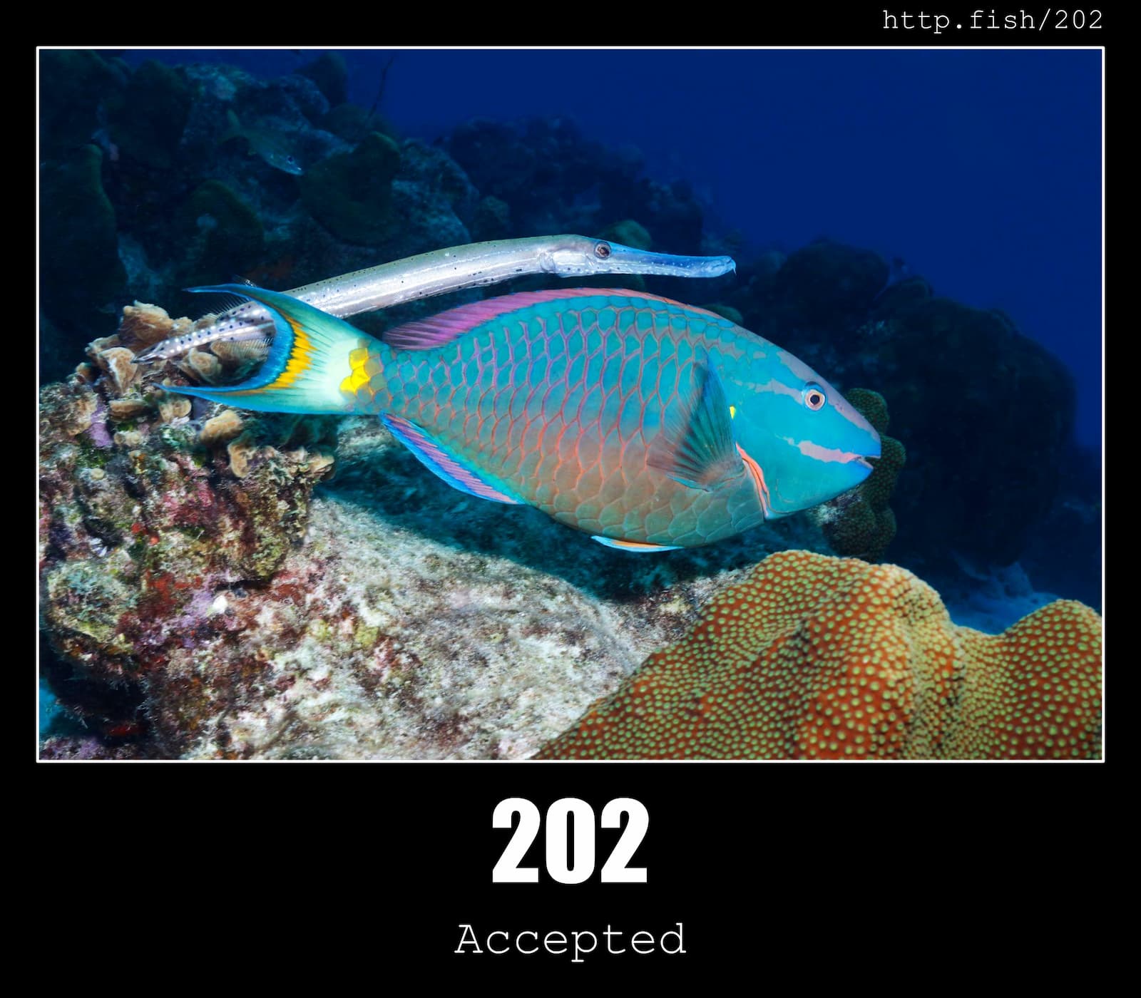 HTTP Status Code 202 Accepted & Fish