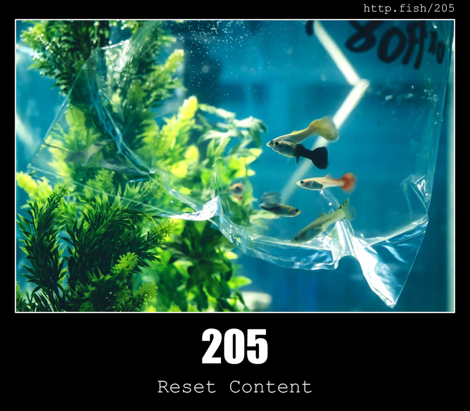 HTTP Status Code 205 Reset Content & Fish