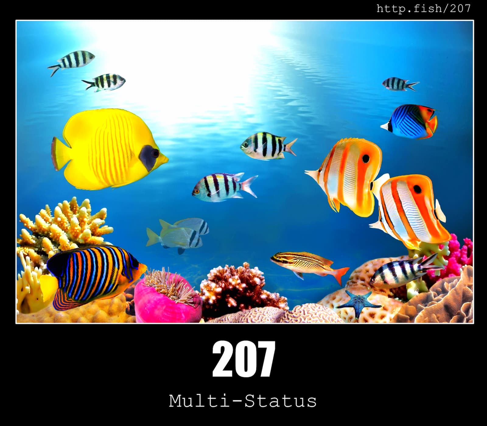 HTTP Status Code 207 Multi-Status & Fish
