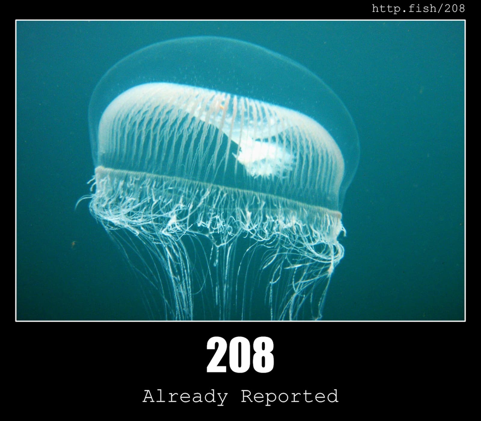 HTTP Status Code 208 Already Reported & Fish