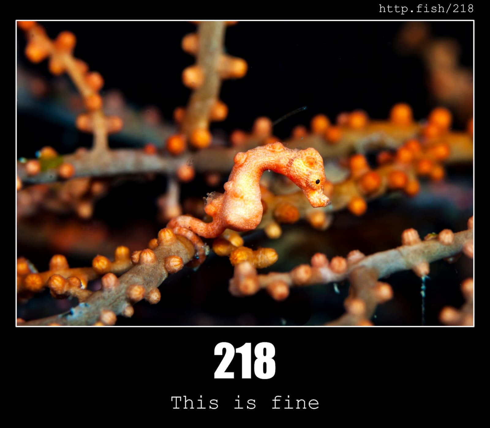 HTTP Status Code 218 This is fine & Fish