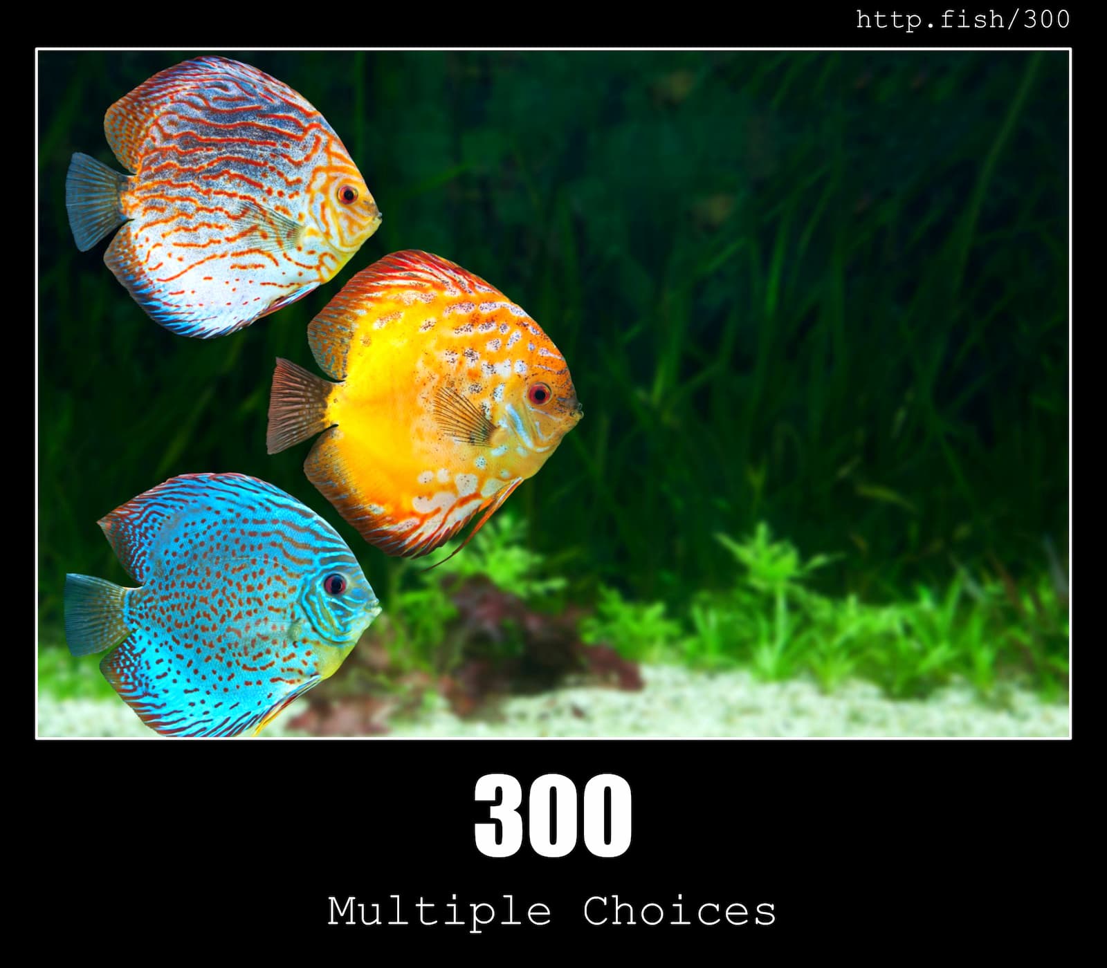 HTTP Status Code 300 Multiple Choices & Fish