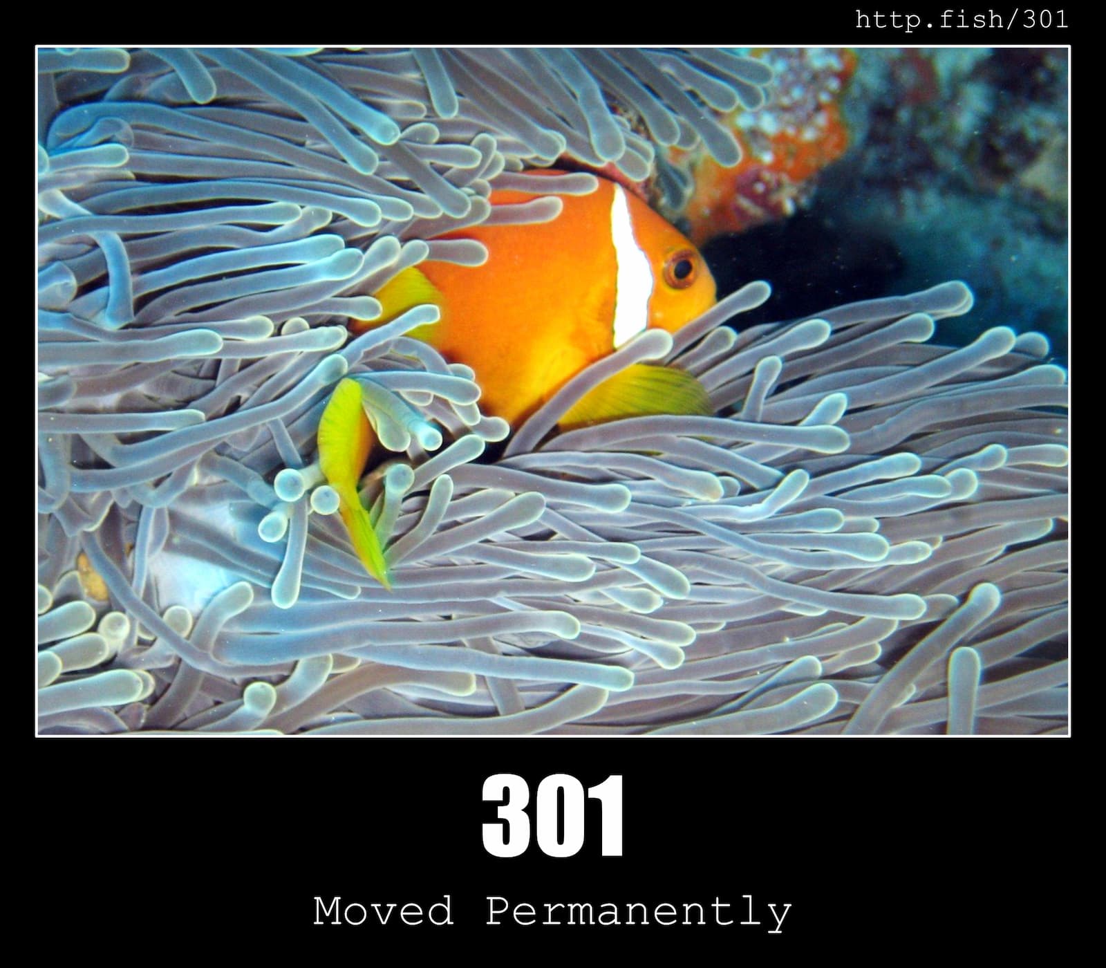 HTTP Status Code 301 Moved Permanently & Fish