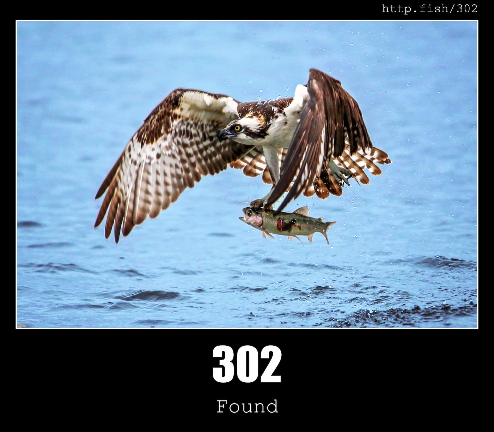 HTTP Status Code 302 Found & Fish