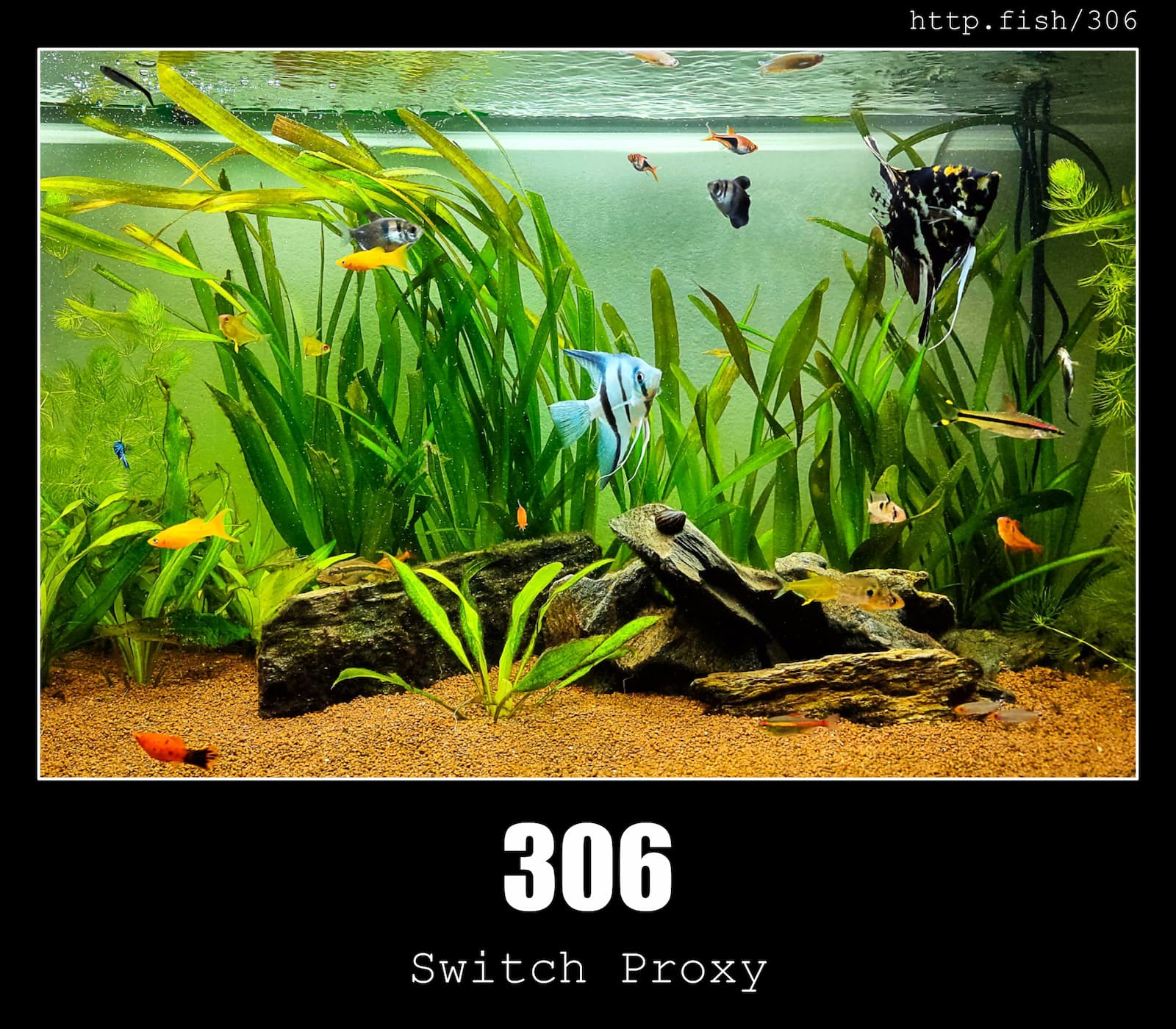 HTTP Status Code 306 Switch Proxy & Fish