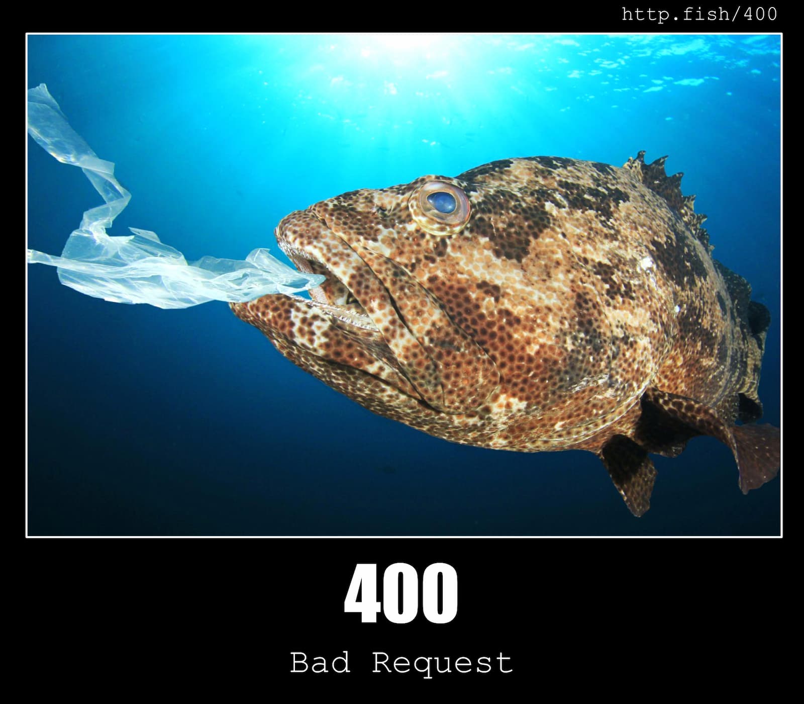 HTTP Status Code 400 Bad Request & Fish
