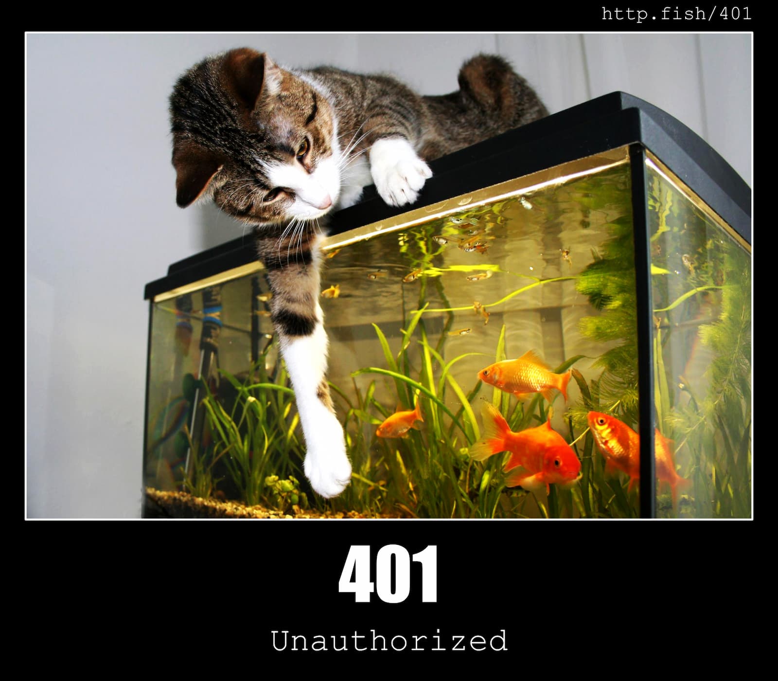 HTTP Status Code 401 Unauthorized & Fish
