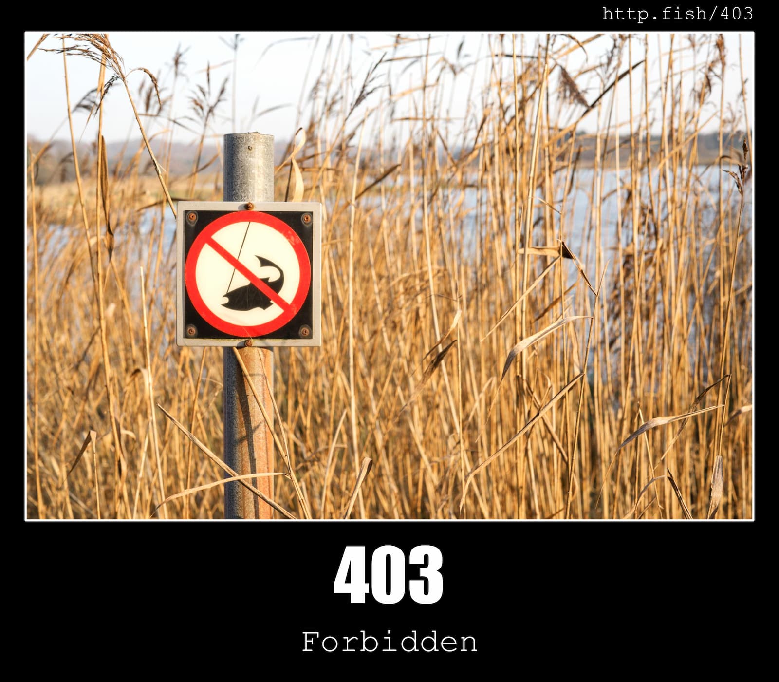 HTTP Status Code 403 Forbidden & Fish