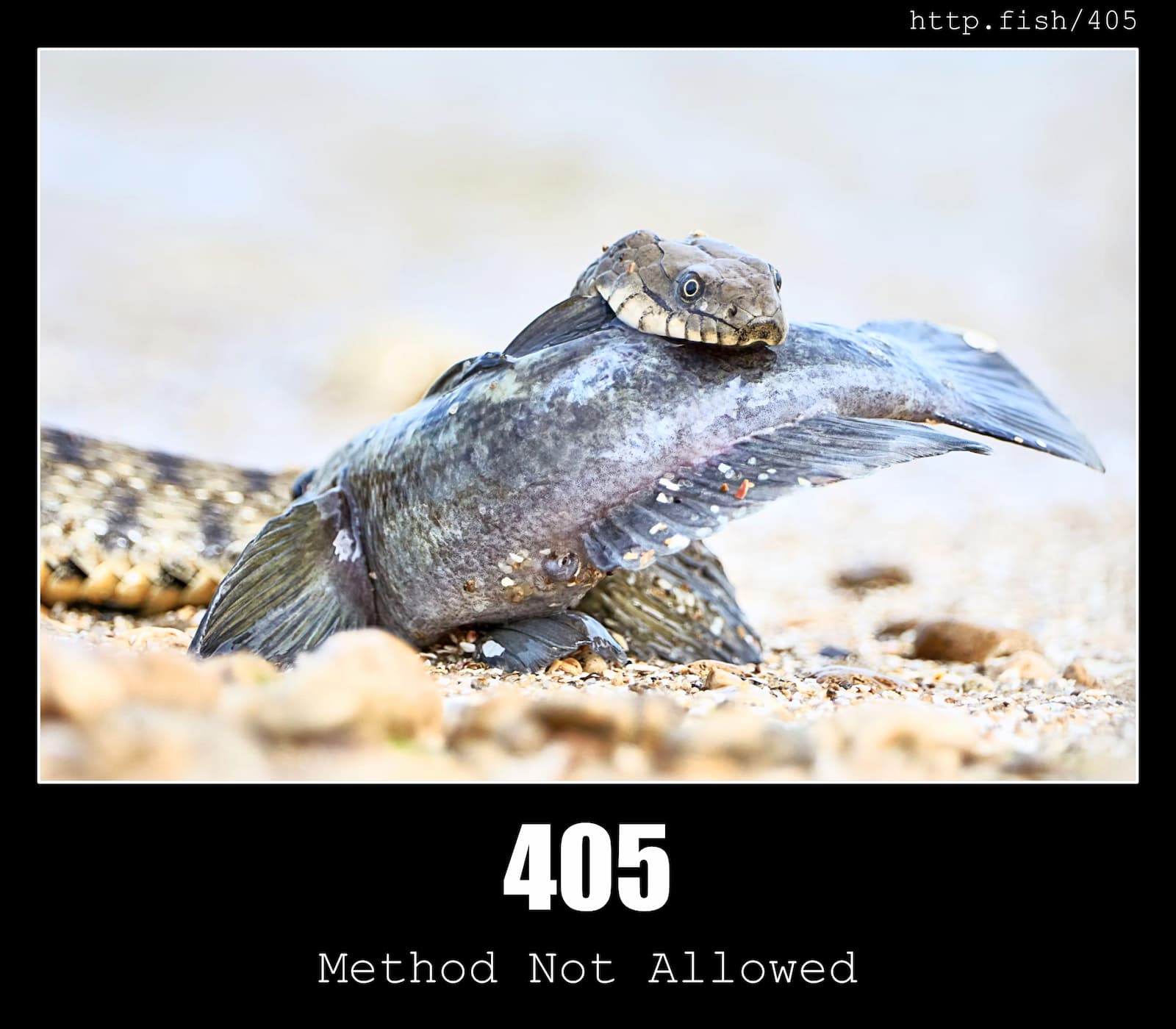 HTTP Status Code 405 Method Not Allowed & Fish
