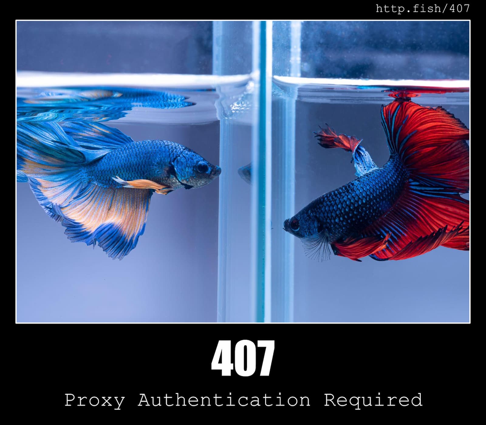 HTTP Status Code 407 Proxy Authentication Required & Fish