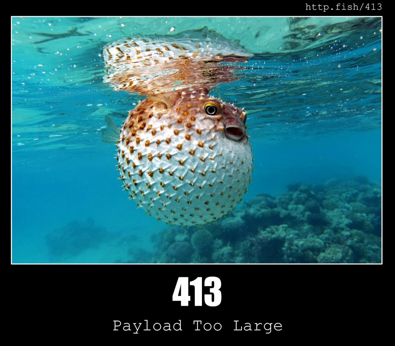 HTTP Status Code 413 Payload Too Large & Fish