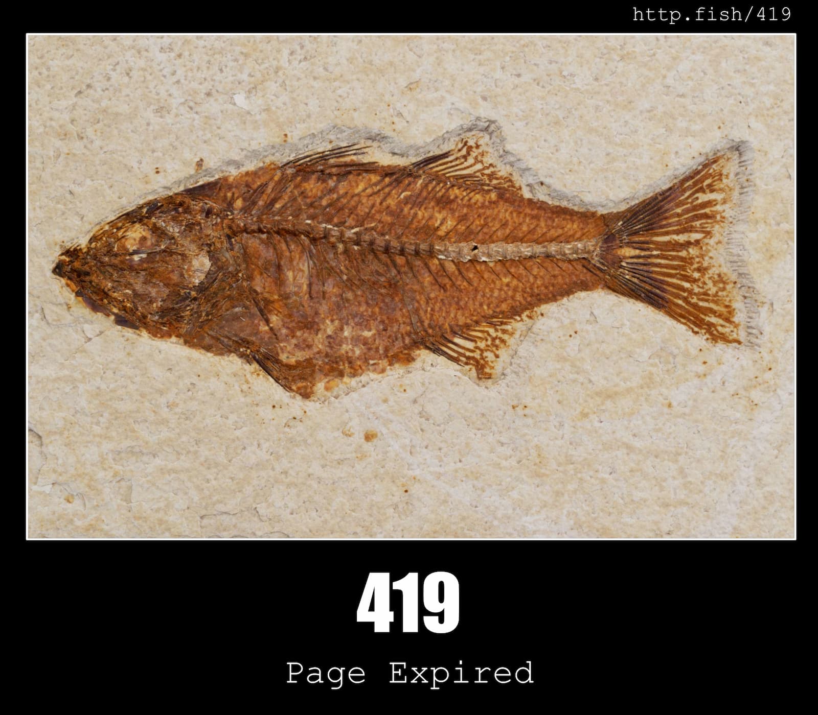 HTTP Status Code 419 Page Expired & Fish