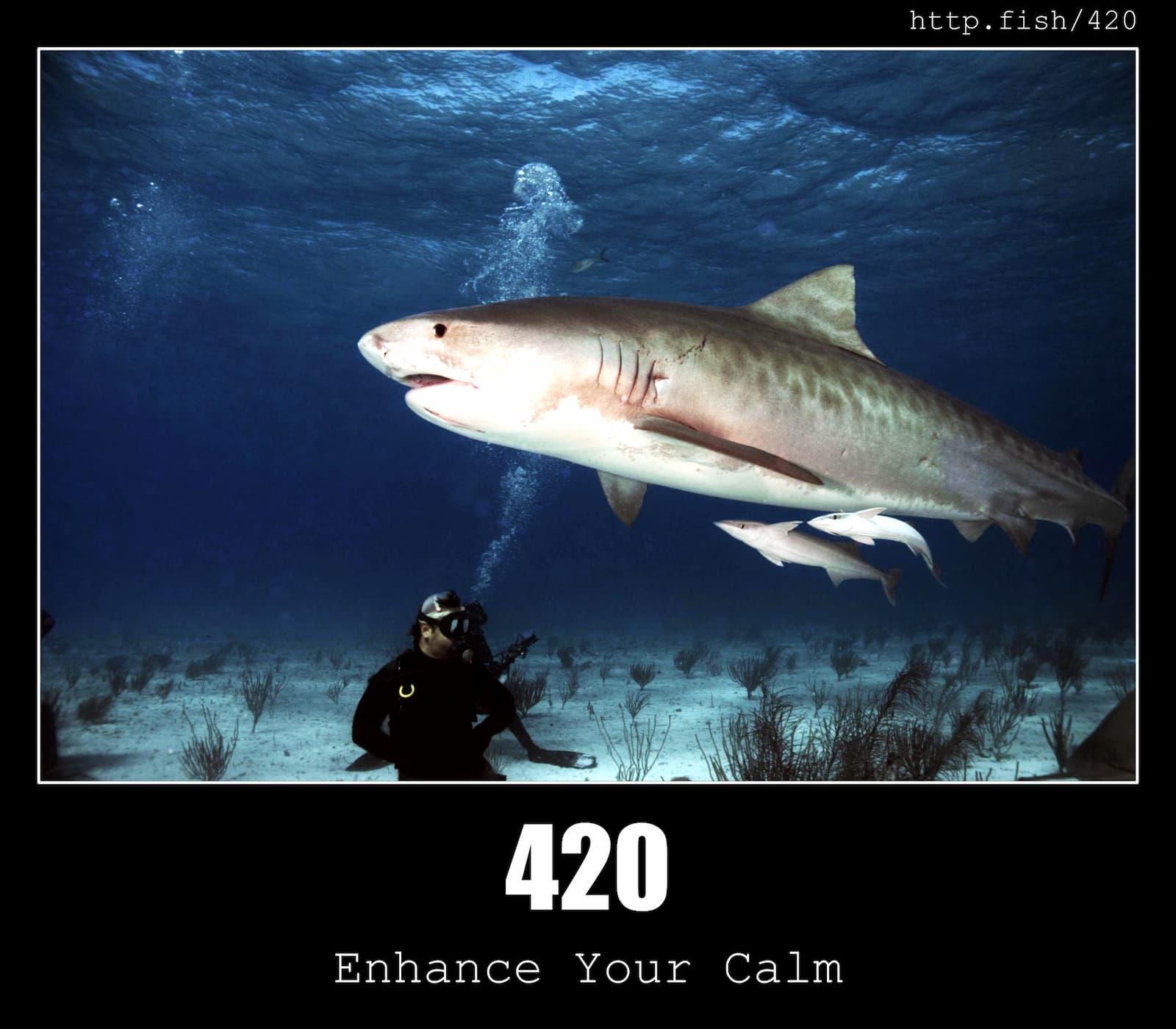 HTTP Status Code 420 Enhance your calm & Fish
