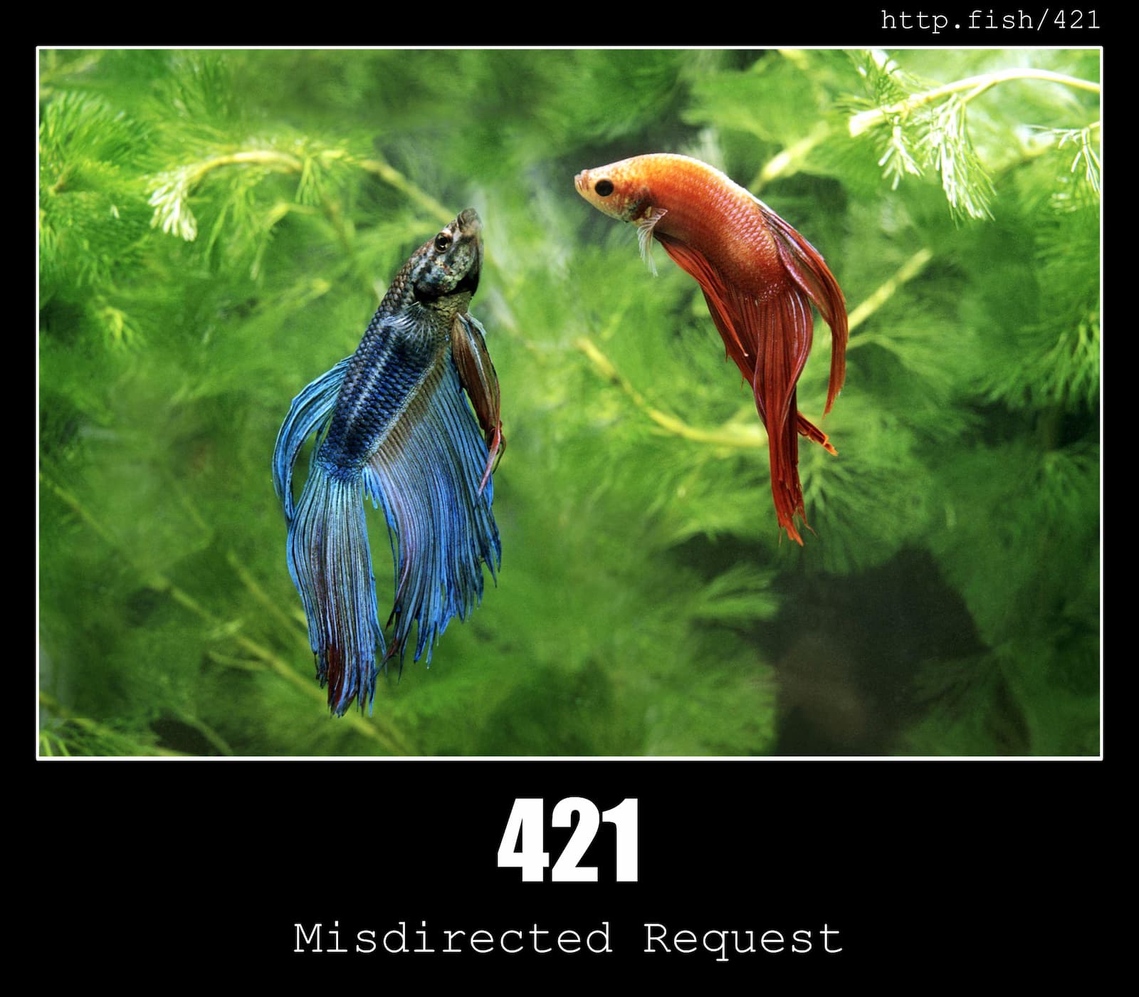 HTTP Status Code 421 Misdirected Request & Fish