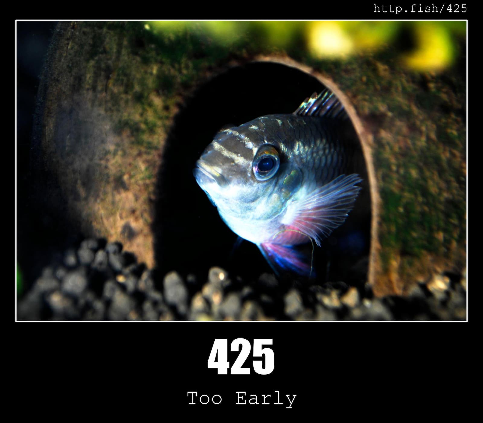 HTTP Status Code 425 Too Early & Fish