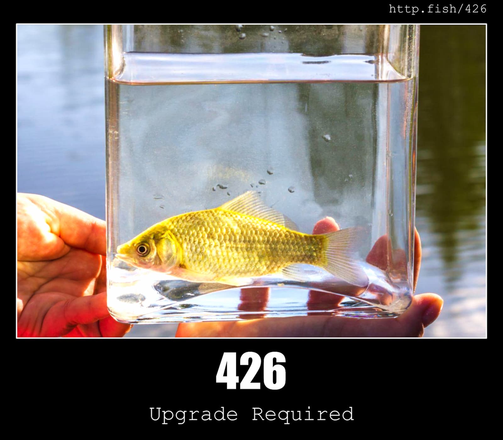 HTTP Status Code 426 Upgrade Required & Fish