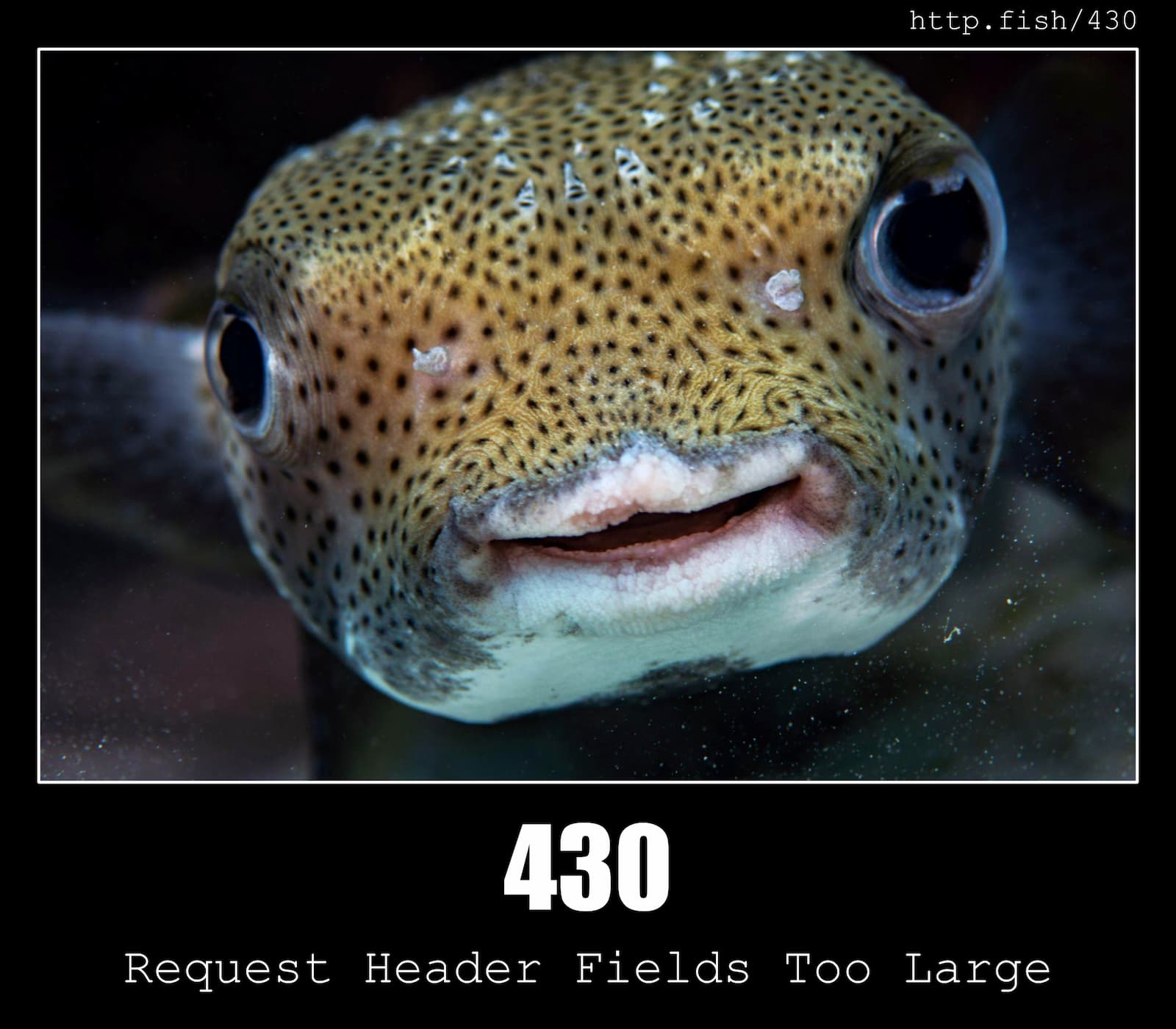 HTTP Status Code 430 Request Header Fields Too Large & Fish