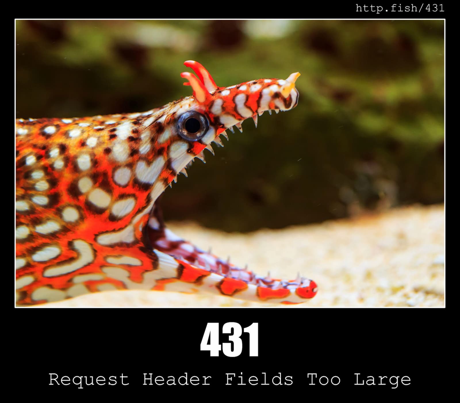 HTTP Status Code 431 Request Header Fields Too Large & Fish