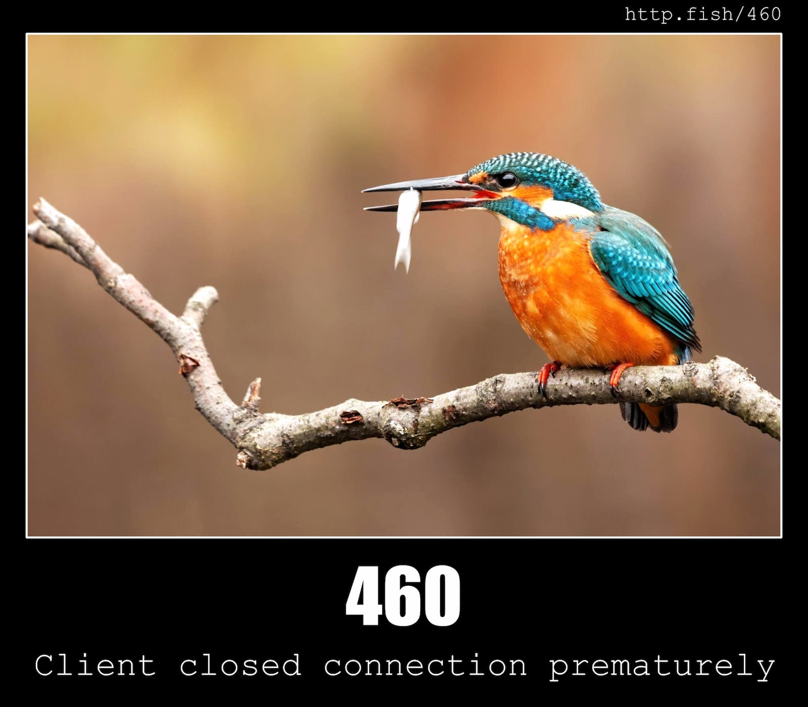 HTTP Status Code 460 Client closed connection prematurely & Fish