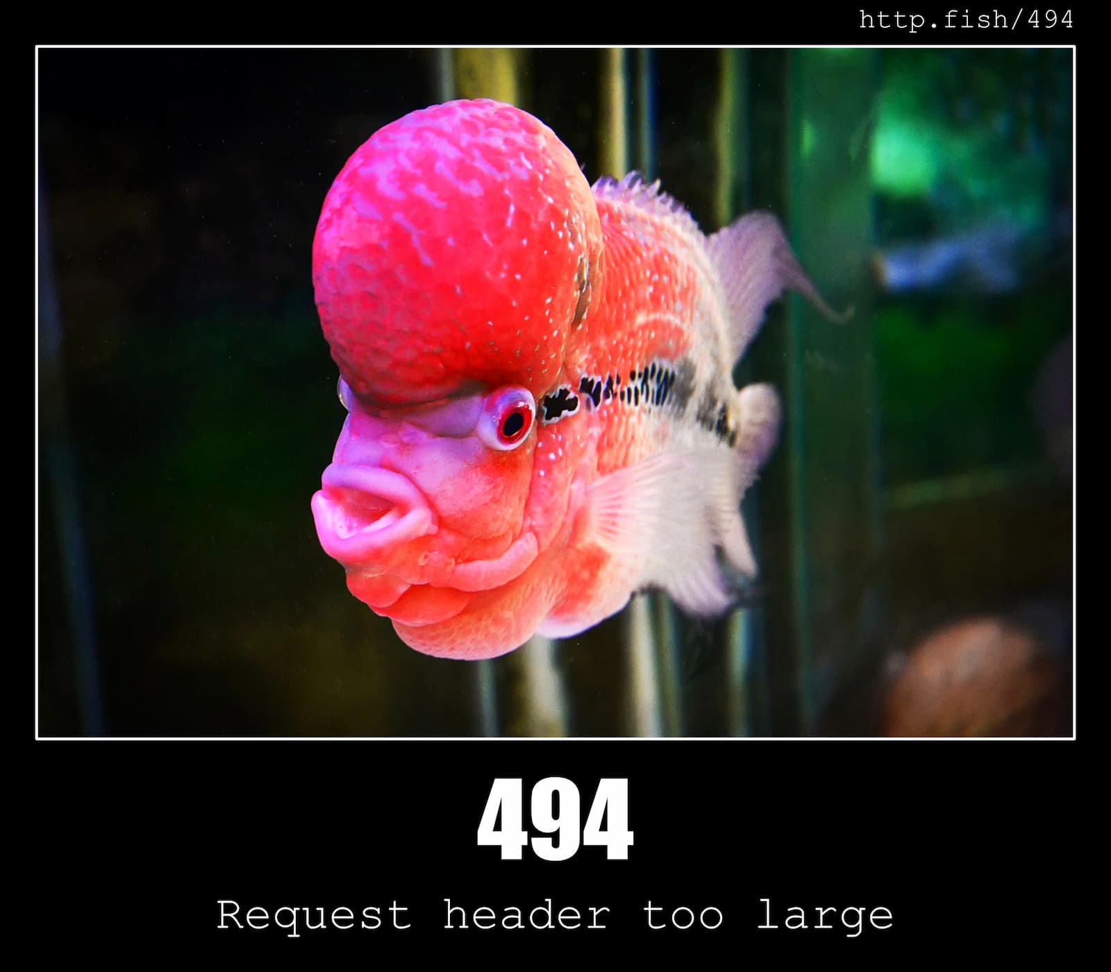 HTTP Status Code 494 Request header too large & Fish