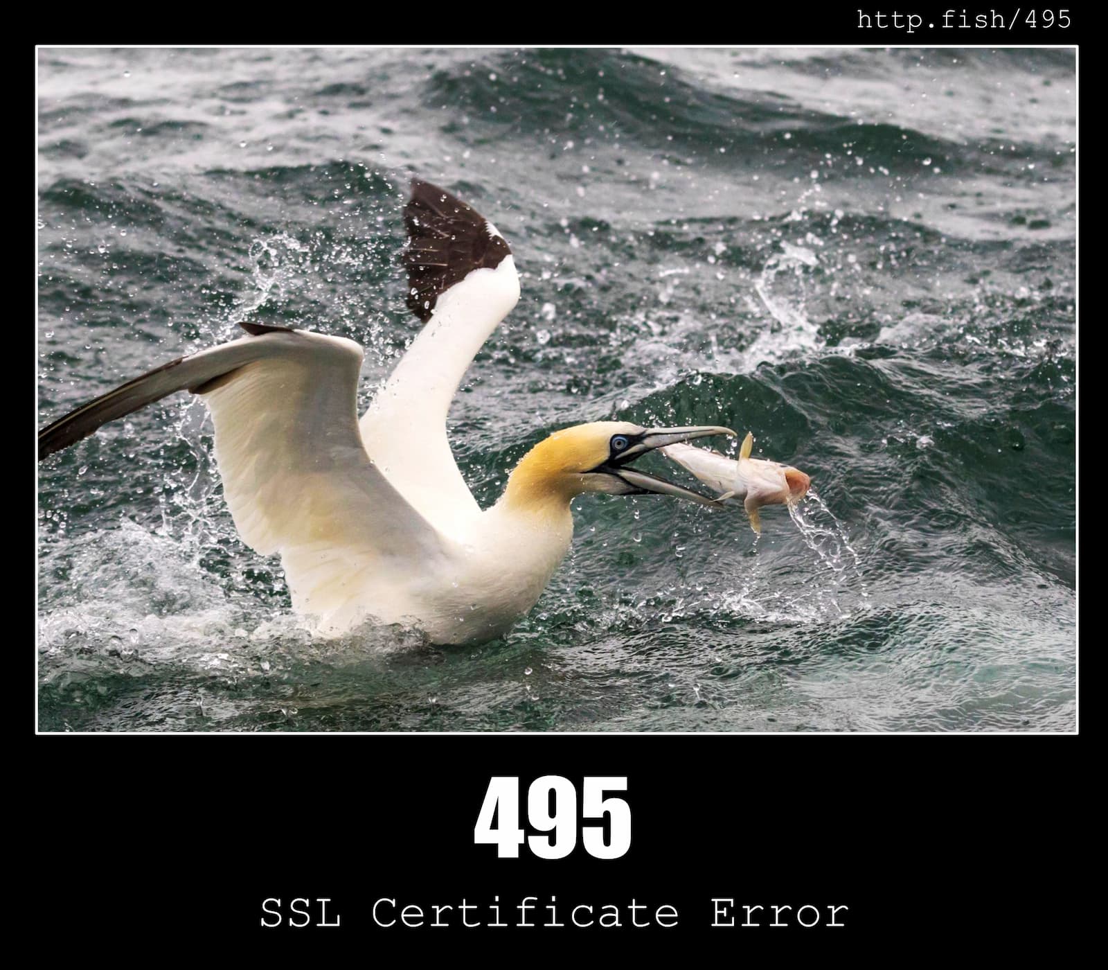 HTTP Status Code 495 SSL Certificate Error & Fish