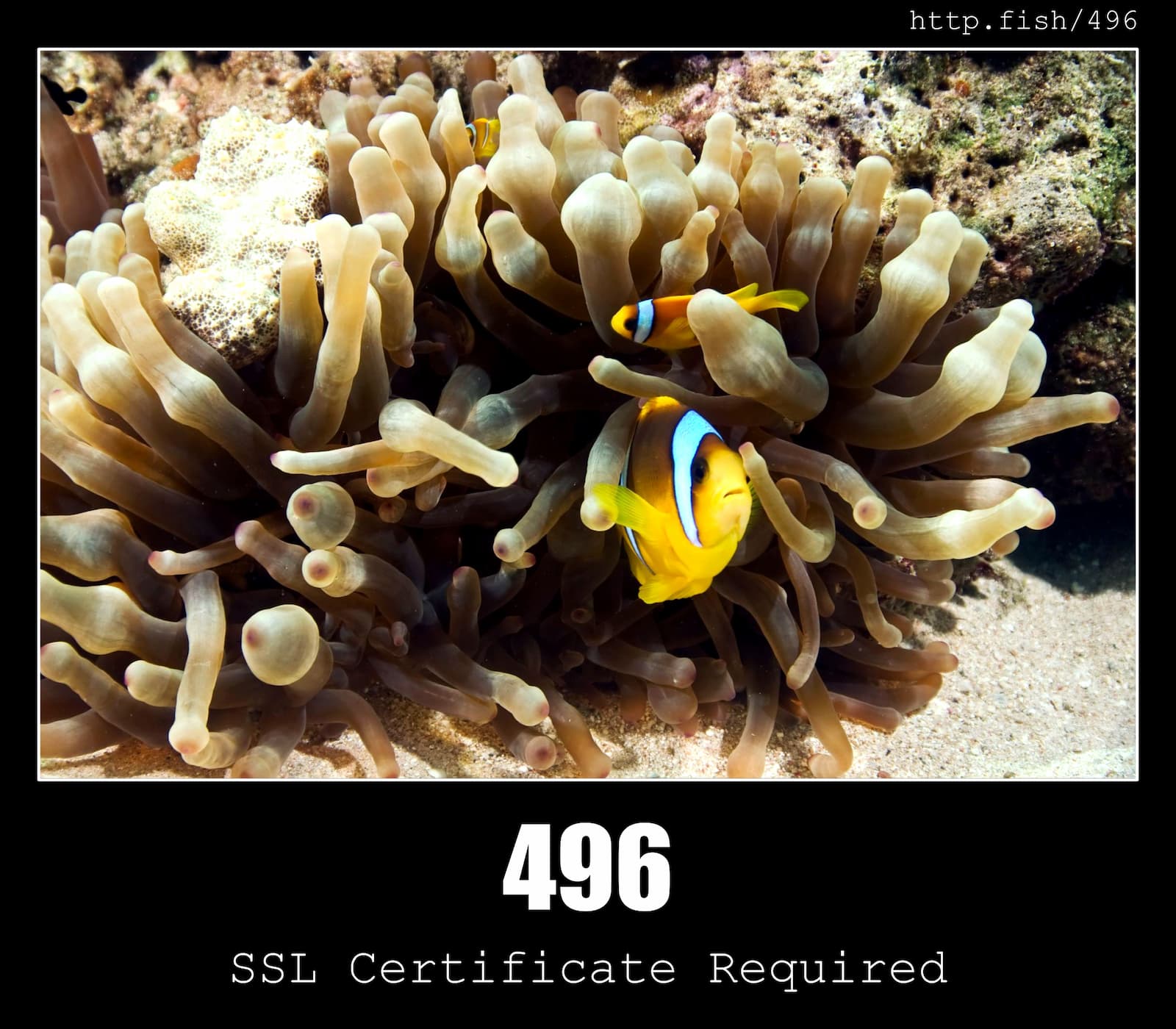 HTTP Status Code 496 SSL Certificate Required & Fish