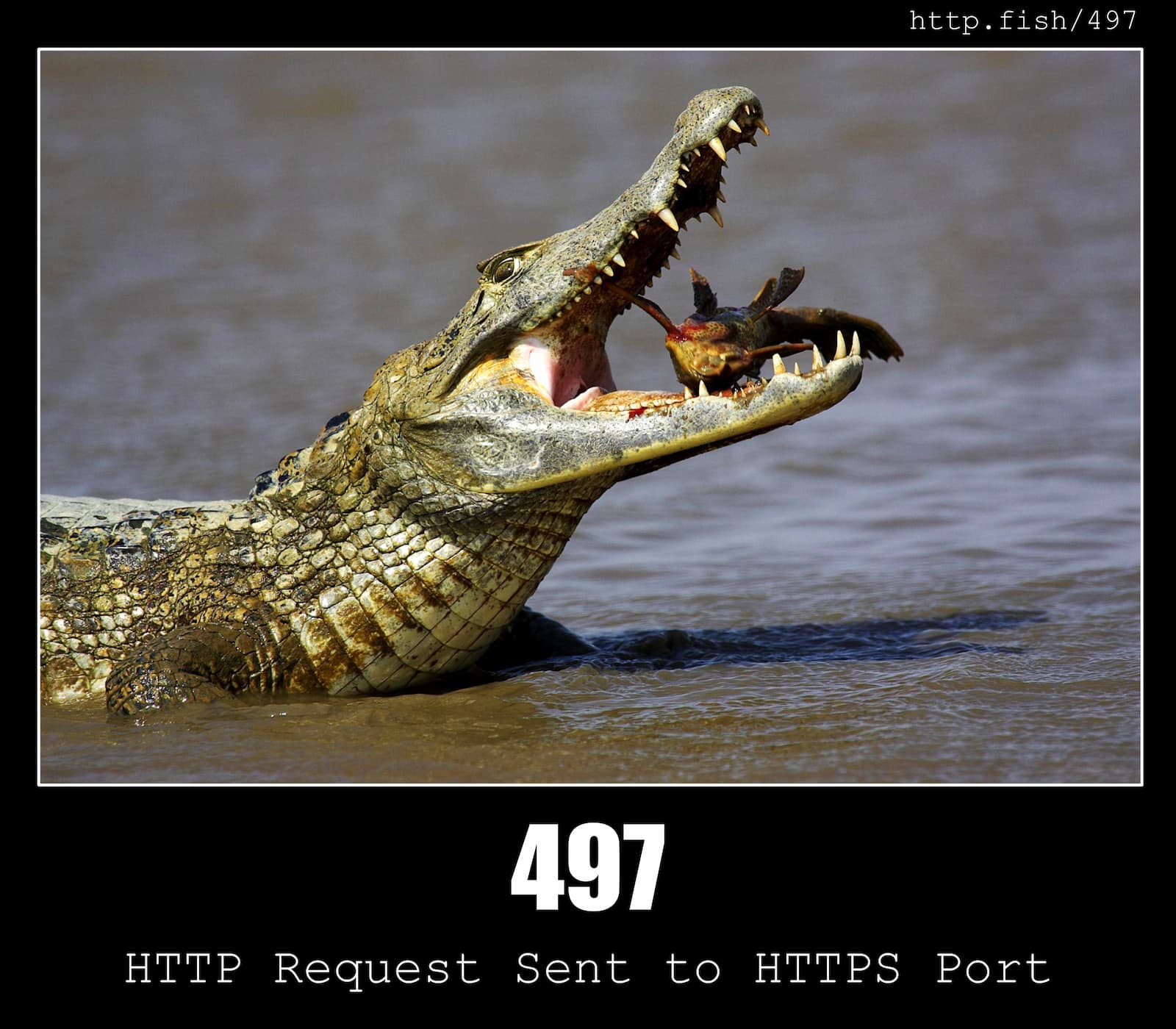 HTTP Status Code 497 HTTP Request Sent to HTTPS Port & Fish