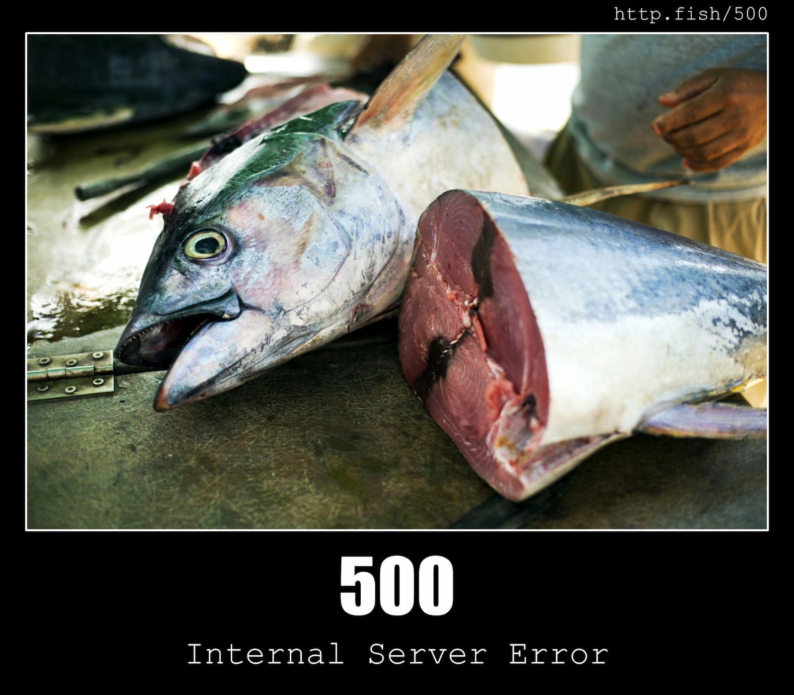 HTTP Status Code 500 Internal Server Error & Fish
