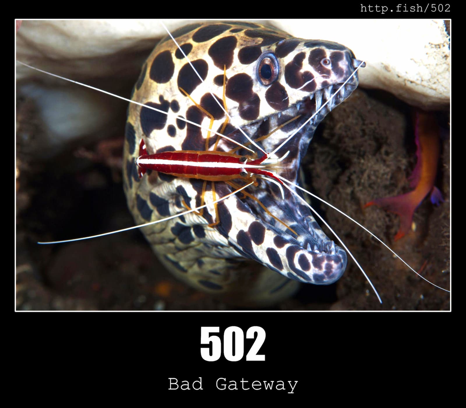 HTTP Status Code 502 Bad Gateway & Fish