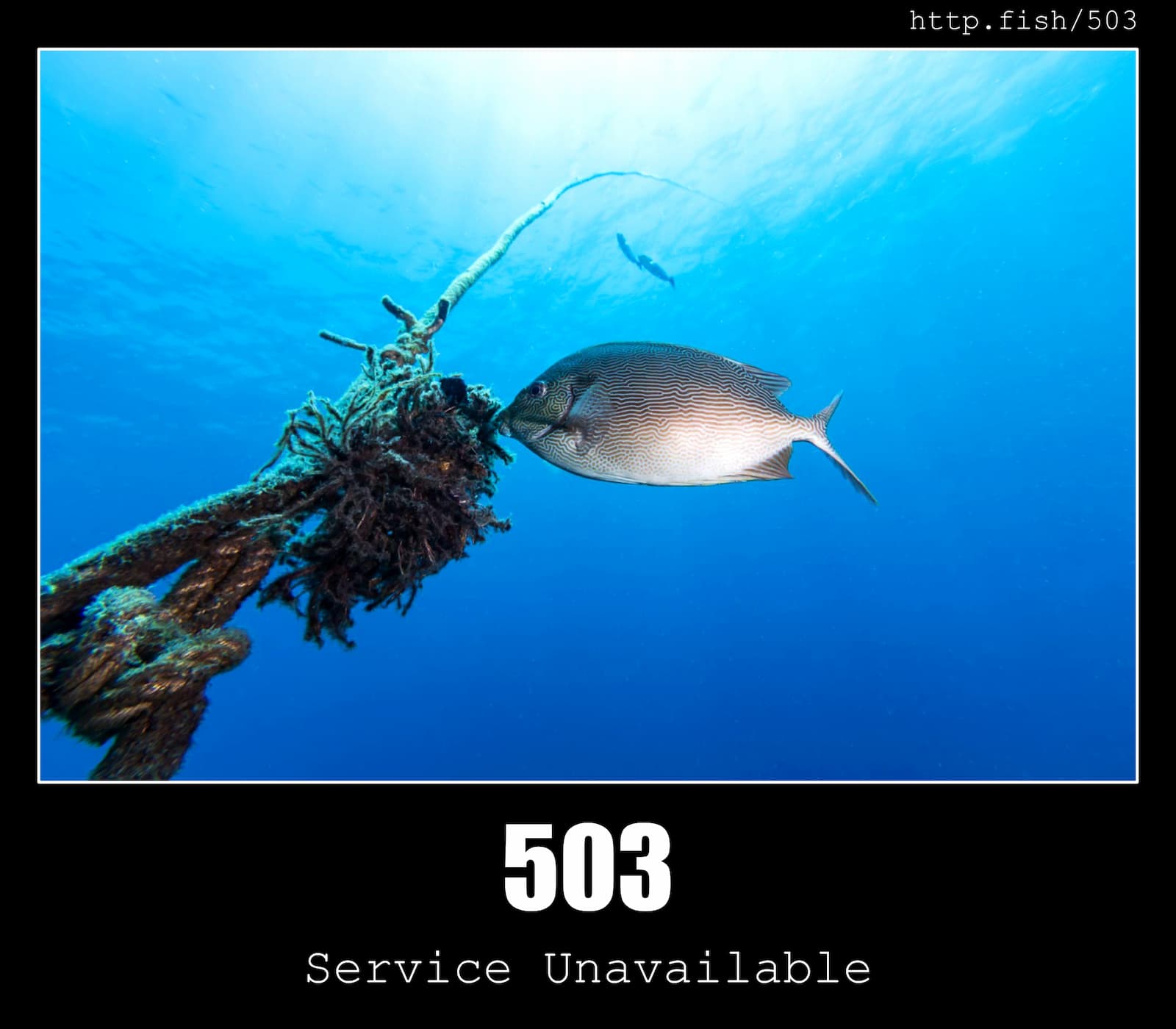 HTTP Status Code 503 Service Unavailable & Fish