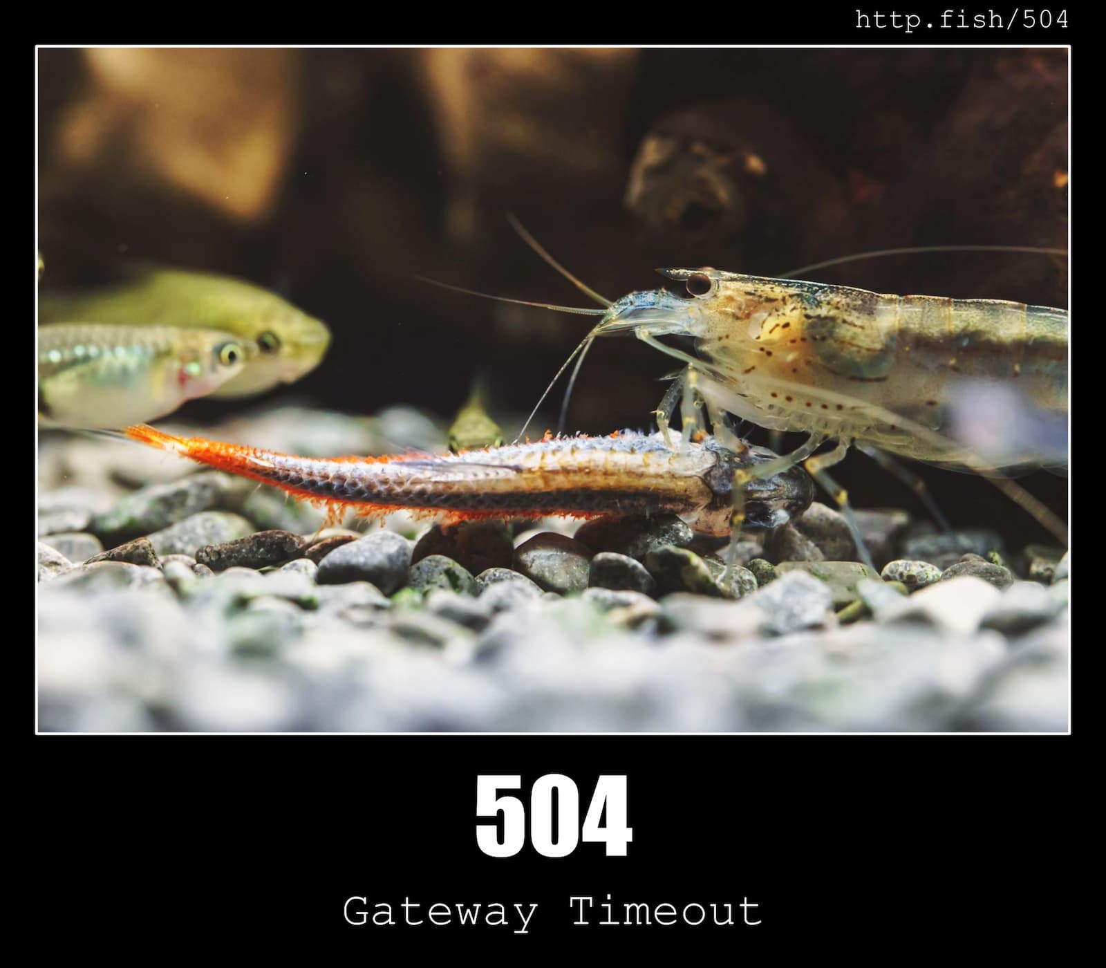HTTP Status Code 504 Gateway Timeout & Fish