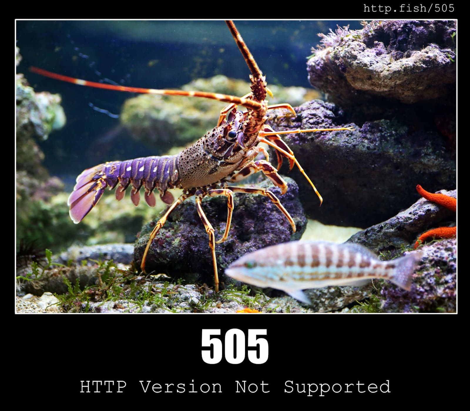 HTTP Status Code 505 HTTP Version Not Supported & Fish