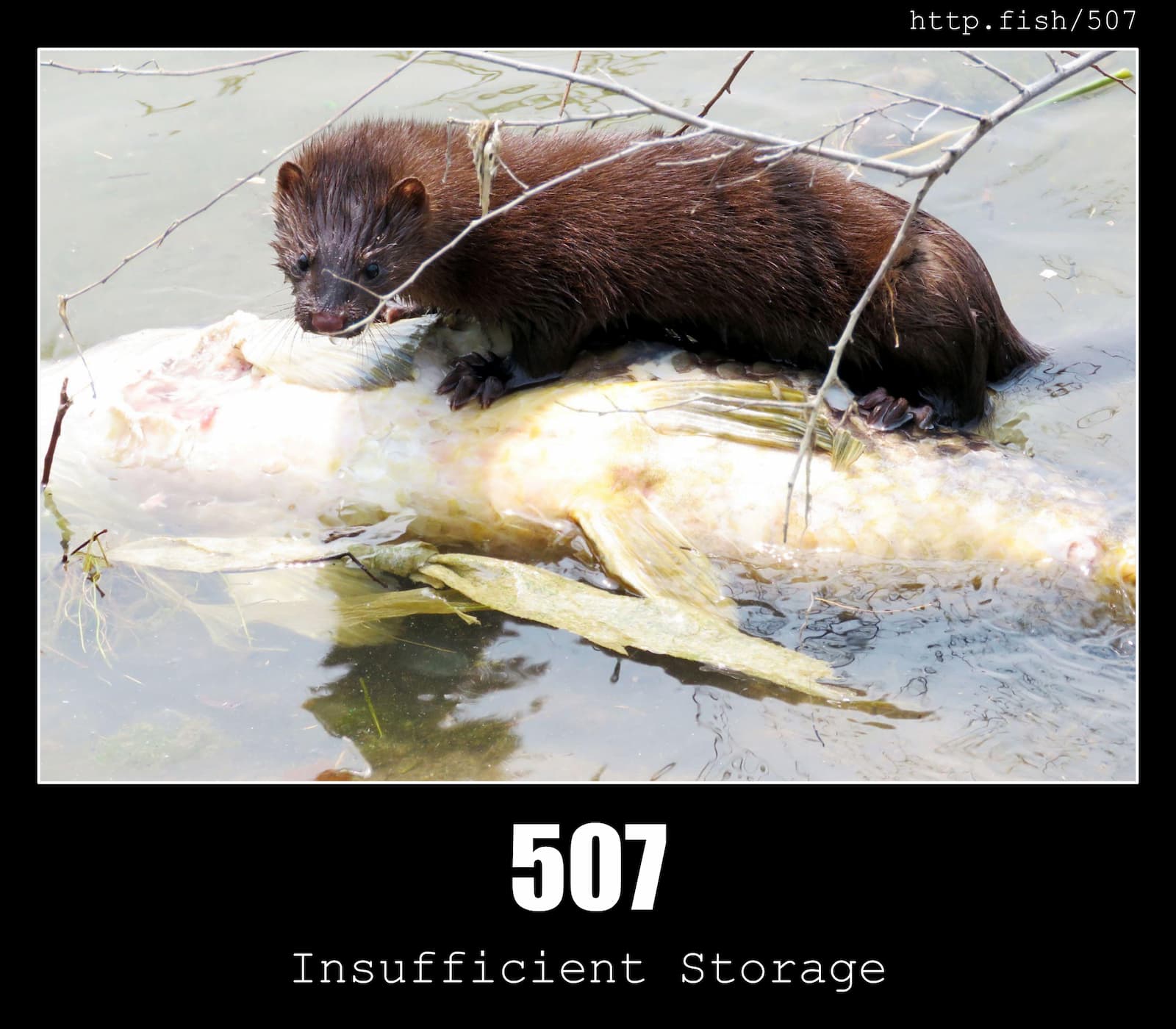 HTTP Status Code 507 Insufficient Storage & Fish