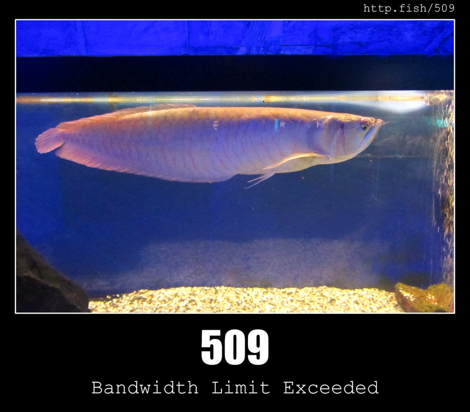 HTTP Status Code 509 Bandwidth Limit Exceeded & Fish