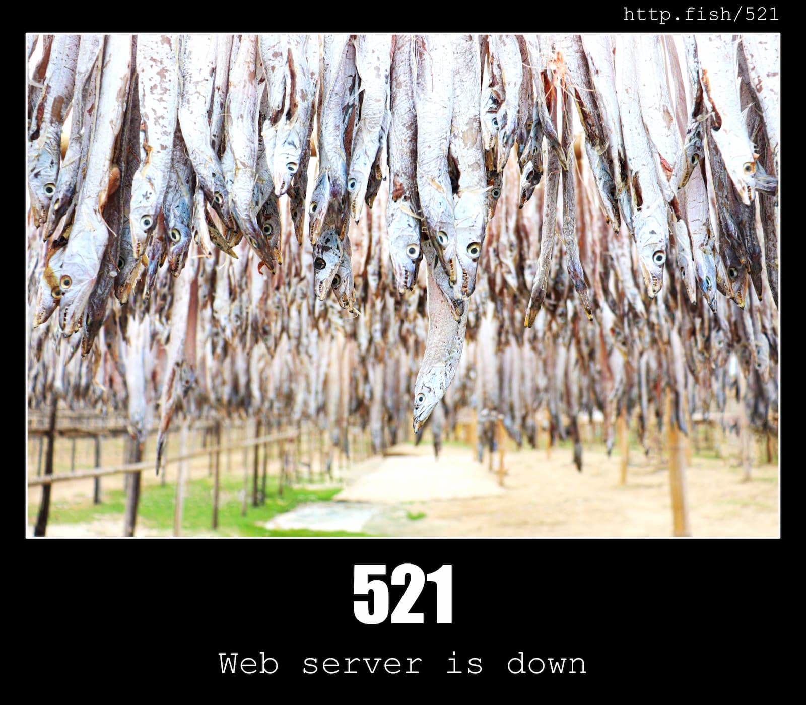 HTTP Status Code 521 Web server is down & Fish