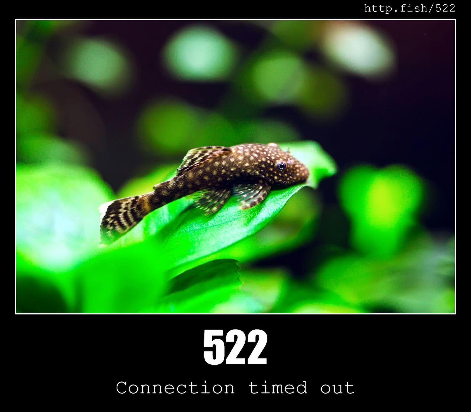 HTTP Status Code 522 Connection timed out & Fish