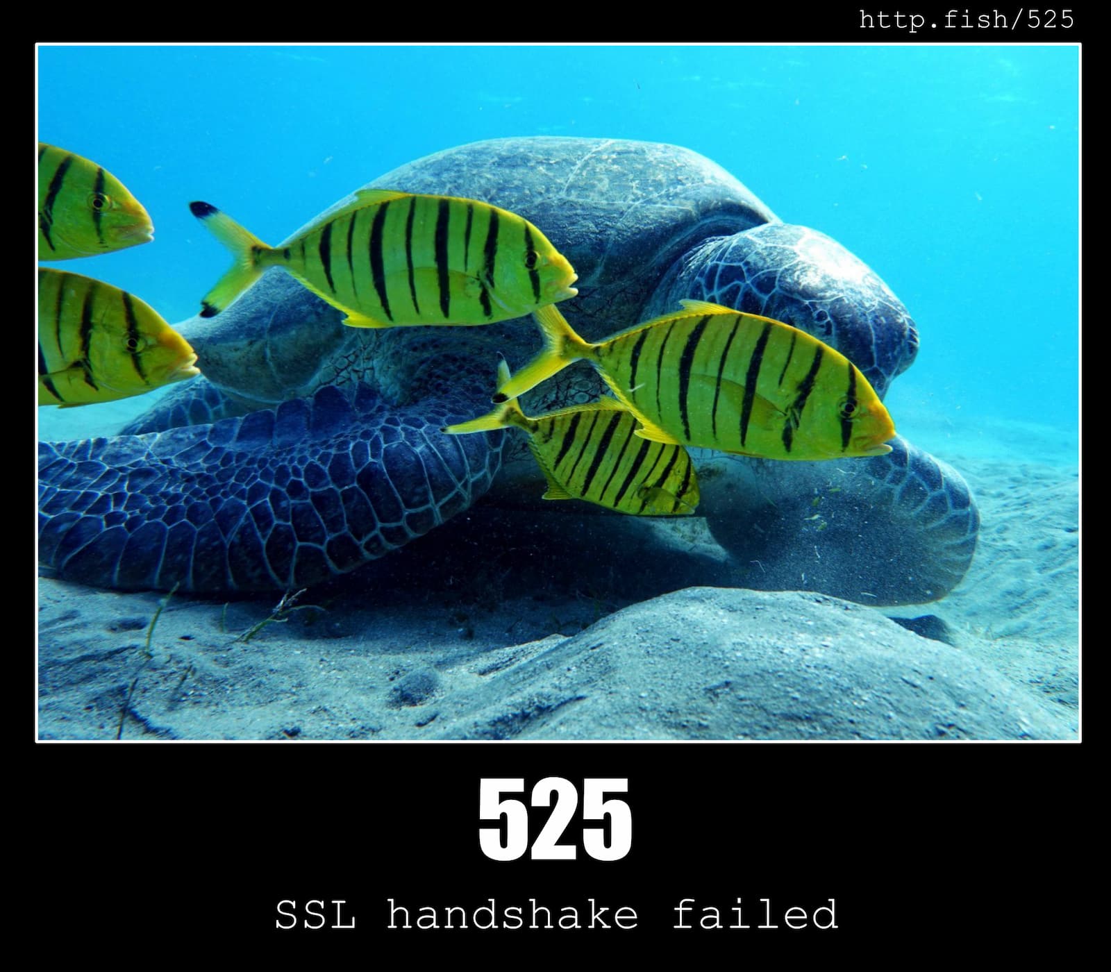HTTP Status Code 525 SSL handshake failed & Fish