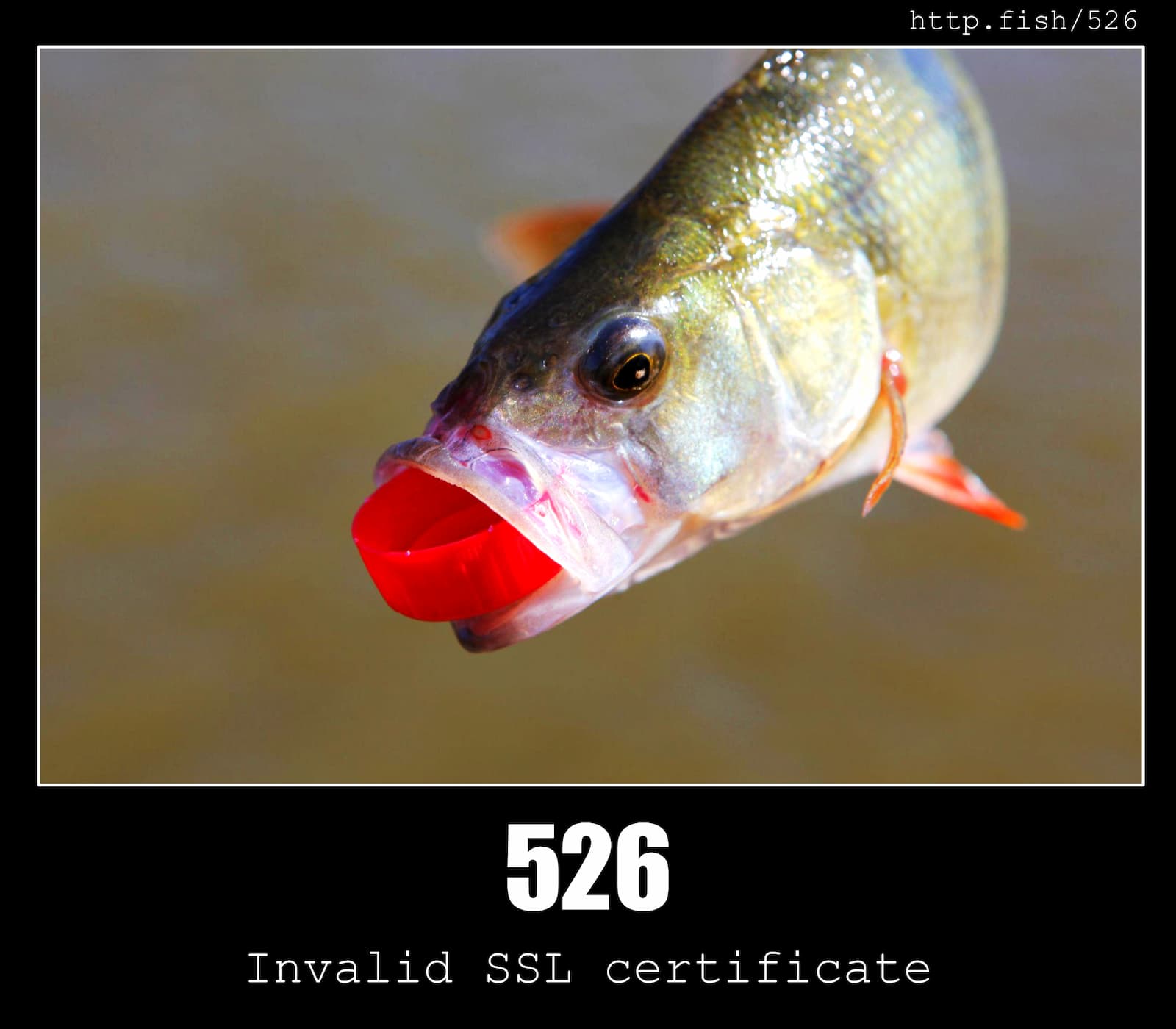 HTTP Status Code 526 Invalid SSL certificate & Fish