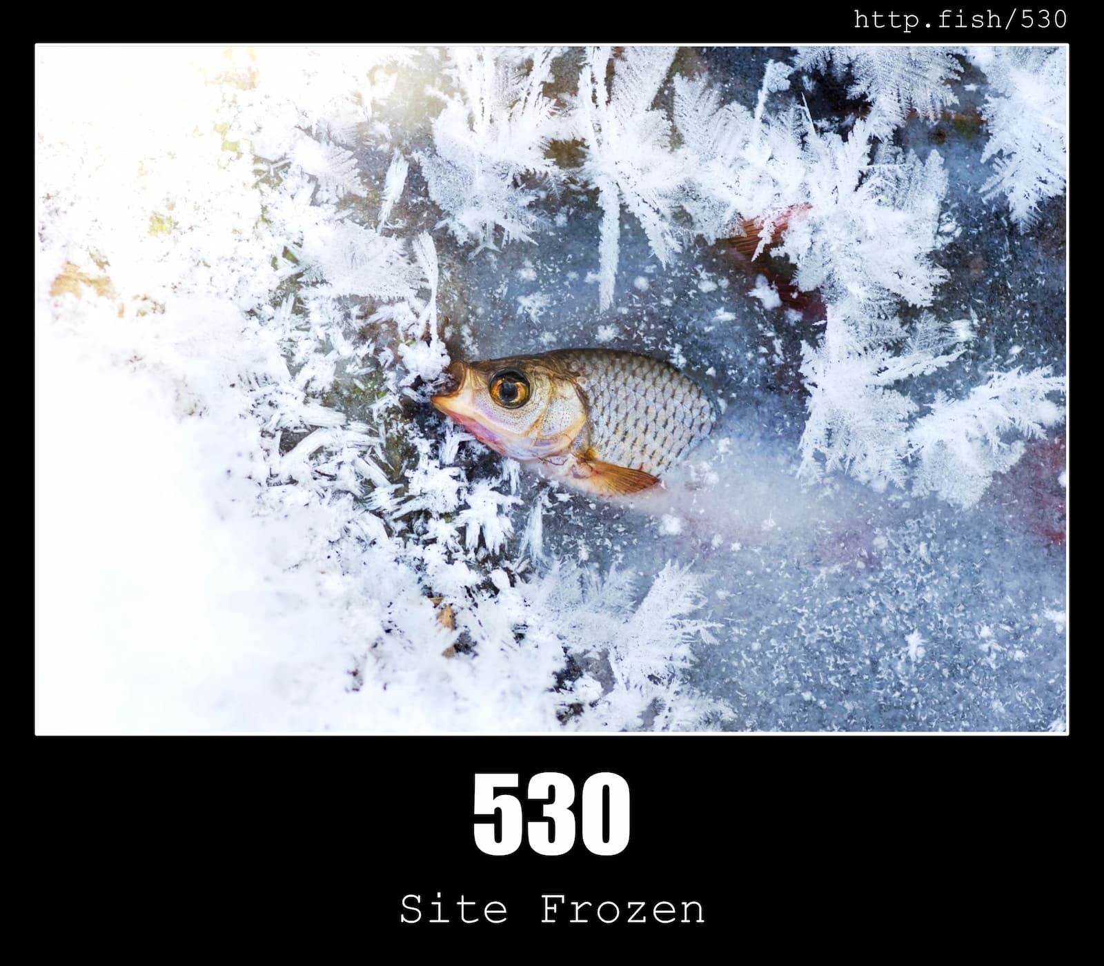 HTTP Status Code 530 Site Frozen & Fish