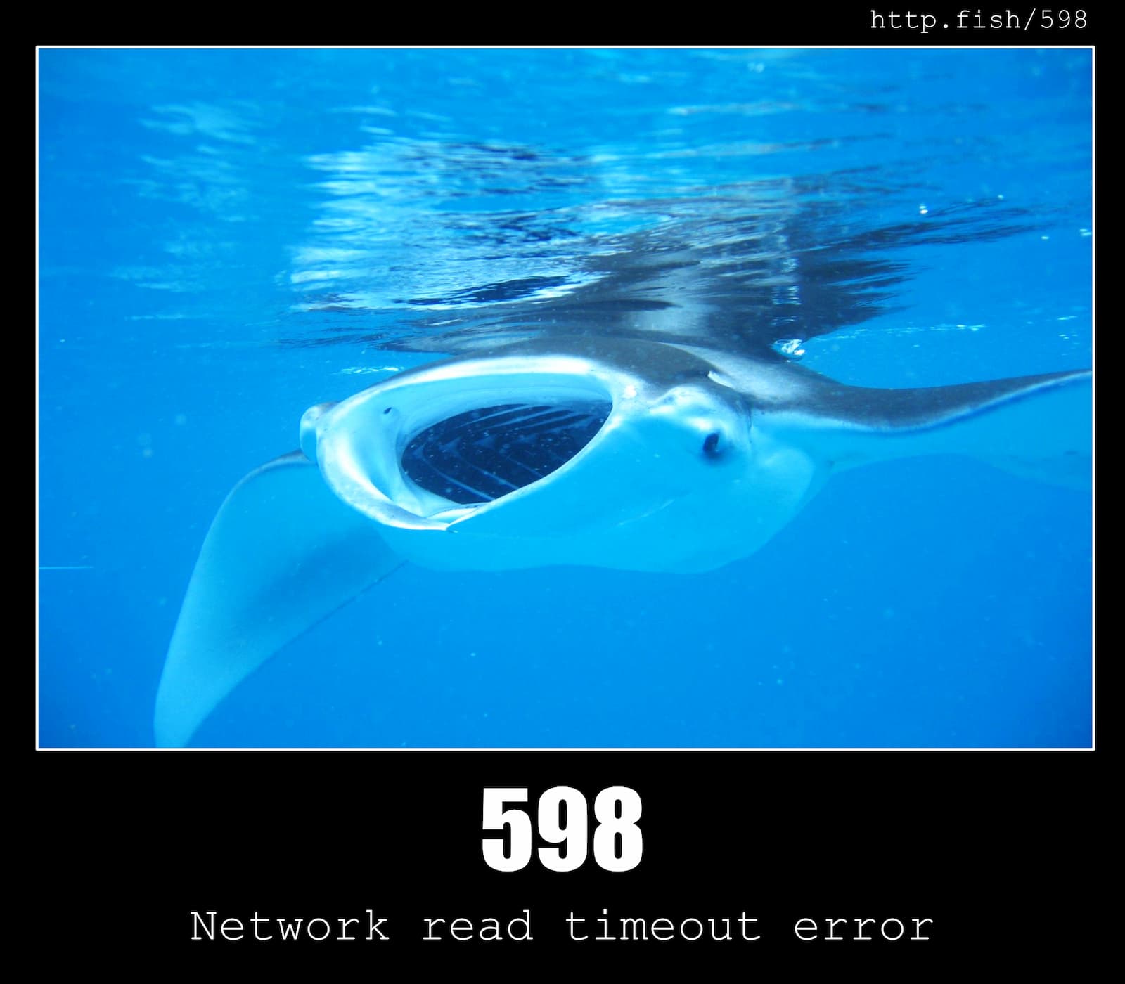 HTTP Status Code 598 Network read timeout error & Fish