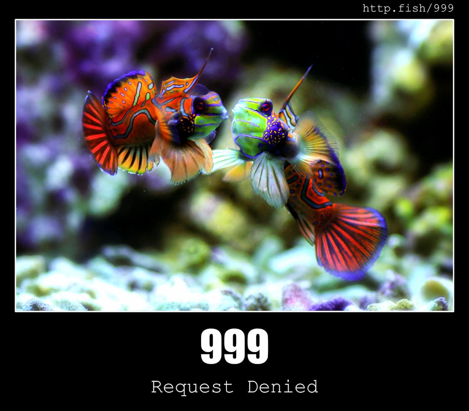 HTTP Status Code 999 Request Denied & Fish
