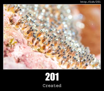 201 Created & Fish