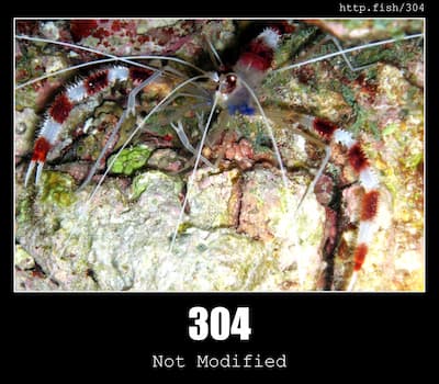 304 Not Modified & Fish